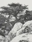 Raymond W. Cooke, Cypress and Rocks, Print