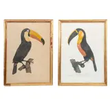 Jacques Barrand, a) Le grand toucan du Brésil, Grabados a la punta seca y a la poupeé