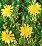 Auktion 414, Los 1010 by Andy Warhol, 12970, C-Print mit Cowles Communications Xograph 3-D Division auf Karton, sold Jun 2018