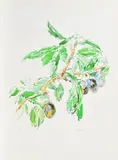 Pflaumenzweig by Oskar Kokoschka, Farblithografie auf Velin, sold Jan 2019