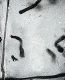 David Ostrowski, Auktion 432, Los 954