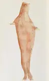 Joseph Beuys, Robbe, 1981, Farblithografie auf Bütten