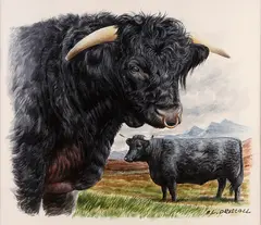 Barry Driscoll, Welsh Black Cattle, 1984, Watercolor on cold press illustration board