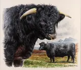 Barry Driscoll, Welsh Black Cattle, 1984, Watercolor on cold press illustration board