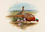 Don Balke, Ring-necked Pheasant and Pasqueflower