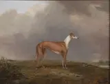 Portrait of a Whippet by British School, circa 1830, Oil on canvas, offered May 2012