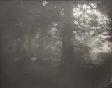 Sally Mann, Untitled from Antietam, 2000, Gelatin silver print