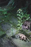 Weed by Wolfgang Tillmans, 2014, Archival pigment print, sold May 2023