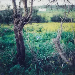 Yto Barrada, Iris et Ronces, Tanger, 2007, Chromogenic print, mounted