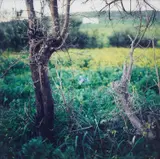 Yto Barrada, Iris et Ronces, Tanger, 2007, Chromogenic print, mounted