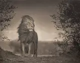 Lion Before Storm I, Masaai Mara by Nick Brandt, 2006, Archival pigment print, offered May 2023