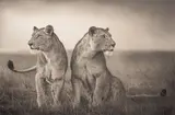 Lionesses Readying to Hunt, Maasai Mara by Nick Brandt, 2008, Archival pigment print, sold May 2023