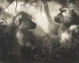 Baboons in Profile, Amboseli by Nick Brandt, 2007, Archival pigment print, offered May 2023