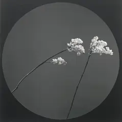 Flower, 1983 Silver gelatin print, mounted, image size 38.5 x 38.5cm, sheet/card size 50 x 40cm by Robert Mapplethorpe, Silver gelatin print, mounted, image size, sold May 2023