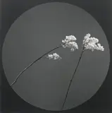 Flower by Robert Mapplethorpe, 1984, Gelatin silver print, mounted, sold May 2023