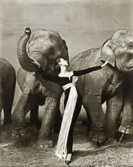 Richard Avedon, Dovima with Elephants, Evening Dress by Dior, Cirque d'Hiver, Paris, August, 1955, Gelatin silver print, printed later, mounted