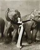 Richard Avedon, Dovima with Elephants, Evening Dress by Dior, Cirque d'Hiver, Paris, August