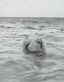 Herb Ritts, Floating Torso, St. Barthelemy