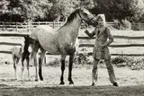 Terry O'Neill, Rod Stewart with his Horse and Foal, Windsor