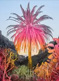 Inka & Niclas, 4K Ultra HD II (Tropical), 2018, Archival pigment print, mounted