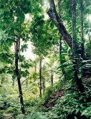 Thomas Struth, Paradise 25, Yuquehy/ Brazil, 2001, Chromogenic print, face-mounted