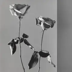 Roses by Robert Mapplethorpe, 1988, Gelatin silver print, mounted, sold Nov 2023