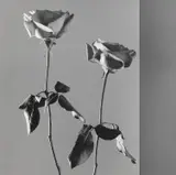 Roses by Robert Mapplethorpe, 1988, Gelatin silver print, mounted, sold Nov 2023