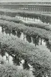 Henri Cartier-Bresson, Gardens of the Palais Royal, Paris