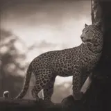 Nick Brandt, Leopard in Crook of Tree, Nakuru, 2007, Archival pigment print