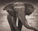 Nick Brandt, Elephant with Tattered Ears, Amboseli, 2008, Archival pigment print