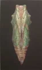 Adam Fuss, Untitled (Chrysalis), 2003, digital pigment print, flush-mounted to aluminium