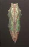 Adam Fuss, Untitled (Chrysalis)