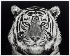David Yarrow, Rajasthan, 2019, archival pigment print on paper