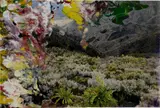 28.3.08 by Gerhard Richter, 2008, lacquer on colour photograph, in artist's frame, sold Dec 2022