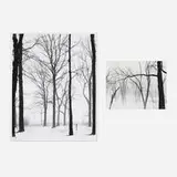 Art Sinsabaugh, Trees #27 and Trees (diptych) (from the Midwest Landscapes Group)