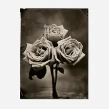 Tom Baril, Three Roses, 2002, toned gelatin silver print