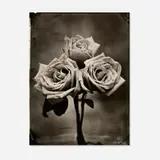 Tom Baril, Three Roses, 2002, toned gelatin silver print