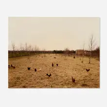 Andreas Gursky, Hühner, Krefeld Chickens, 1989, Cibachrome print