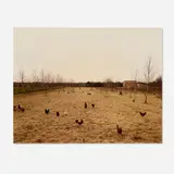 Andreas Gursky, Hühner, Krefeld Chickens, 1989, Cibachrome print