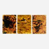 Ryan Foerster, Hurricane – Shawn, Julie, Jimmy (triptych), 2006-12, C-print, debris