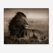 Nick Brandt, Lion Before Storm V, 2006, inkjet print mounted to paperboard