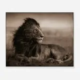 Nick Brandt, Lion Before Storm V, 2006, inkjet print mounted to paperboard