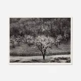 Oak Tree, Rain, Sonoma County, California by Ansel Adams, gelatin silver print mounted to matboard, sold Jul 2025