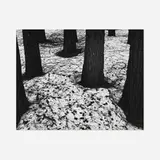 Brett Weston, Pines and Snow