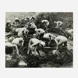 Yoshiyuki Iwase, Seaweed Harvest, gelatin silver print