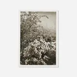 Lee Friedlander, Untitled (from the Cherry Blossom Time in Japan series), 1986, photogravure on BFK Rives