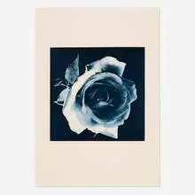 Robert Mapplethorpe, Blue Rose, toned gravure on Arches