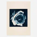 Robert Mapplethorpe, Blue Rose, toned gravure on Arches