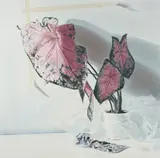 Alan Kessler, Caladium, Acrylic on canvas