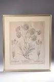 Basil Besler, Sheet from the "Hortus Eystettensis"